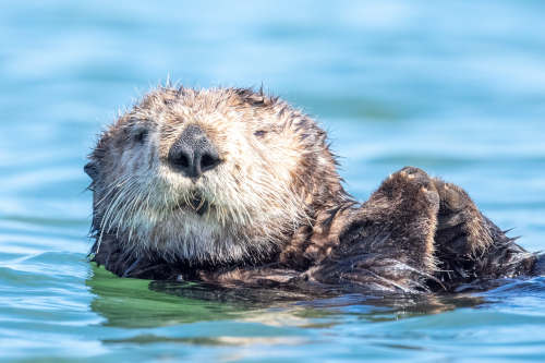 Sea otter at Monterey